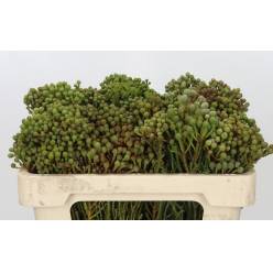Safari Bola Verde 50cm