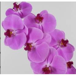 Phalaenopsis Happy Valentine x25
