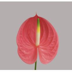 Anthurium Nac. Sante 11  "CC16"
