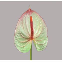 Anthurium Nac. Fantasia 11  "CC16"