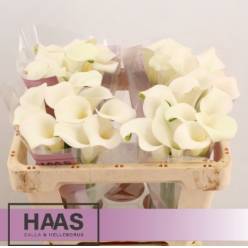 Calla Captain Ventura 50cm