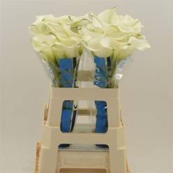 Calla Captain Ventura 60cm