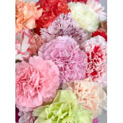 Clavel Nac. 50cm Mixto