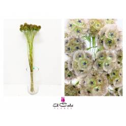 Scabiosa Stellata 60cm