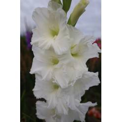 Gladiolo Nac. Amsterdam 140cm