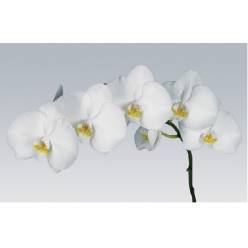 Phalaenopsis Sensation White x25