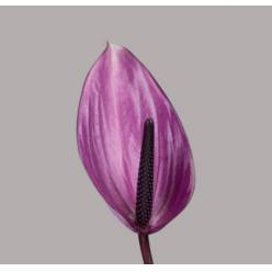 Anthurium Nac. Previa 11  "CC16"