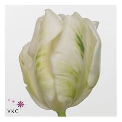 Tulipan Hol. Blanco Super Parrot 35cm