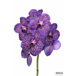 Vanda Exotic Purple x16