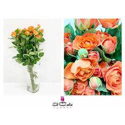 Ramificada Babe 50cm Naranja