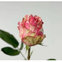 Rosa Ecu. Fiesta 60cm