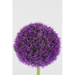 Allium Globemaster Gigante 60cm