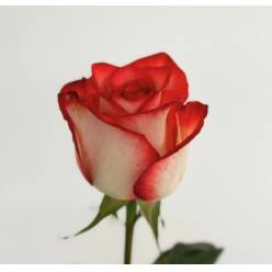 Rosa Ecu. Blush 50cm