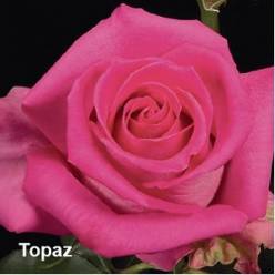 Rosa Ecu. Topaz 50cm