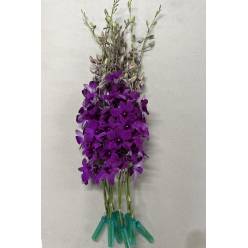 Dendro Ekachai Red 50cm Mor.