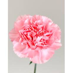 Clavel Col. Short Rosa