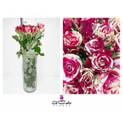 Rosa Hol. Harlekin 50cm x20