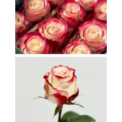 Rosa Ecu. Sweetness 90cm