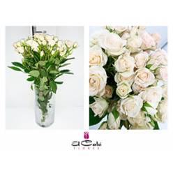 Ramificada Gracia Crema 50cm