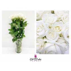 Rosa Hol. Akito 60cm