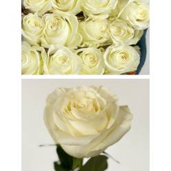 Rosa Ecu. Proud 50cm