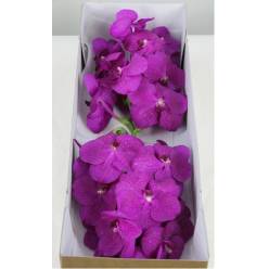 Vanda Hot. Magenta x16
