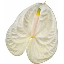 Anthurium Hol. Moments �13  "CC12"
