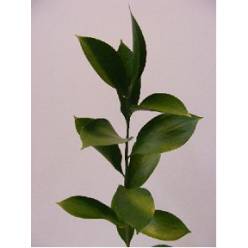 Ruscus 80cm "x50 tallos"