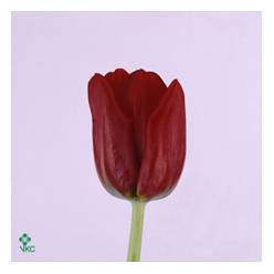 Tulipan Hol. Seadov 40cm Rj