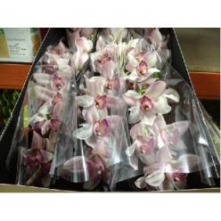 Cymbidium Joal 80cm