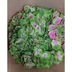 Hortensia Hol. Amethyst 70cm  18/20 Bic.