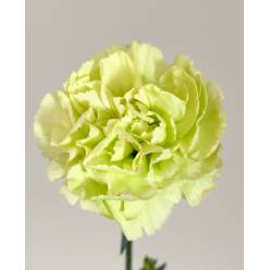 Clavel Nac. 70cm Verde
