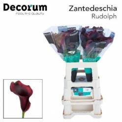 Calla Rudolph 50cm