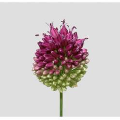 Allium Sphaerocephalon 70cm