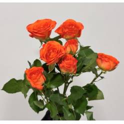 Ramificada Babe 60cm Naranja
