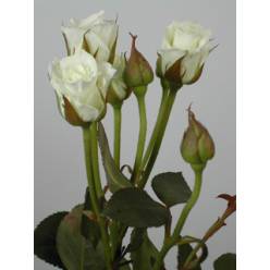 Ramificada Viviane 40cm