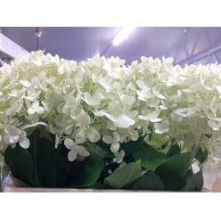 Hortensia Hol. Limelight 60cm 13/15