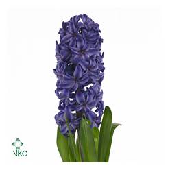 Jacinto Hol. Blue Star 30cm "T25"