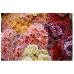 Clavel Col. Fancy Mixto