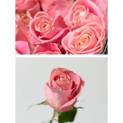 Rosa Ecu. Hermosa 70cm