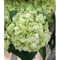 Hortensia Hol. Verena Classic 80cm 18/20 Bic.