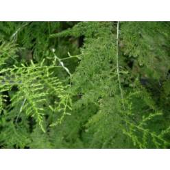 Esparraguera Hol. Setaceus 50cm "x50 tallos"