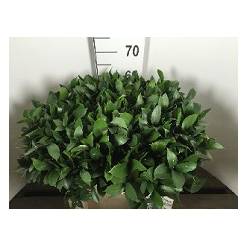 Ruscus 60cm x50Tall
