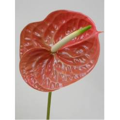 Anthurium Hol. Terra 11  "CC16"
