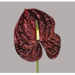 Anthurium Hol. Tropic Night x16