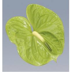 Anthurium Hol. Midori 11  "CC16"