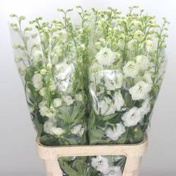 Delphinium Century White 100cm "T10"