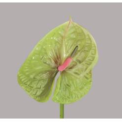 Anthurium Hol. Pistache 11  "CC16"