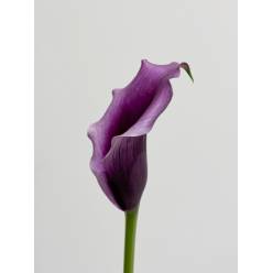 Calla Paco 70cm