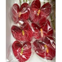 Anthurium Hol. Otros x12